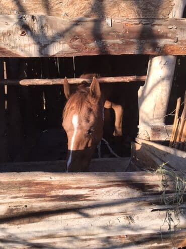 ко шомо: Продаю | Кобыла (самка) — 4