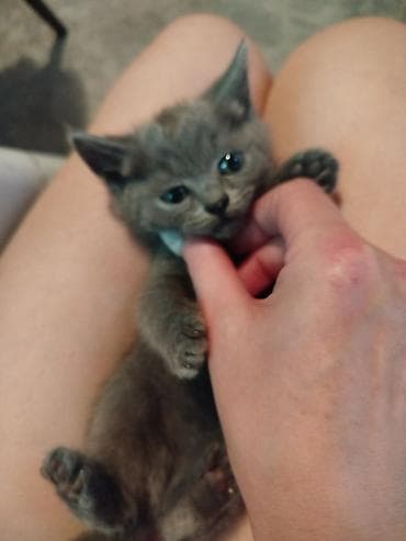 сиамские кошки цена: Очаровательные котята-домоседы. - Возраст: примерно 1–2 месяца — 3