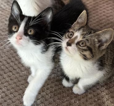 кошки сокулук: Котята, 2 кошечки Домашний помет (примерно 2–3 месяца). - Окрас: одна — 6