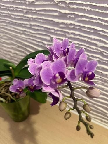 фуршетный стол: Мини-орхидея фаленопсис Sogo Vivien blue в горшке. - Компактный сорт — 3