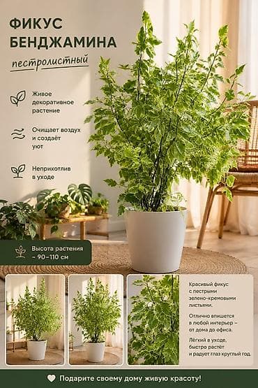 Фикус Бенджамина, пестролистный - Живое декоративное растение с — 1