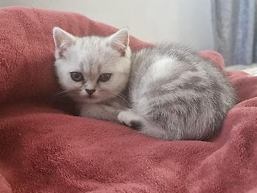 шиншилла: Шотландские котята - Scottish Fold, Scottish Strait (есть котята со — 3