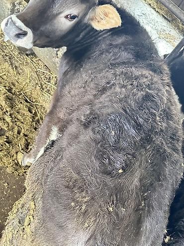 Аквариумы: Продаю | Тёлка | Алатауская — 6