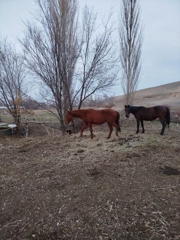 Грызуны: Продаю | Кобыла (самка) | Рабочий — 3