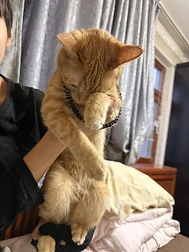 кара мышык: Рыжий домашний кот с классическим табби-окрасом. Короткая, плотная — 2