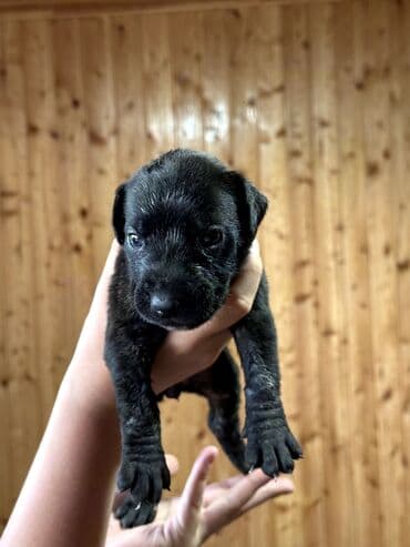 бульдоги: Щенки Канарского Дога (Presa Canario) С документами, прививками 8 — 33