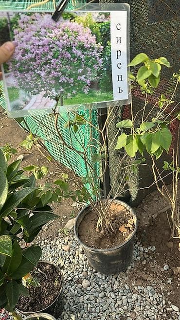 Тюльпан: Саженцы и рассада декоративных и плодовых культур. Ассортимент по — 8