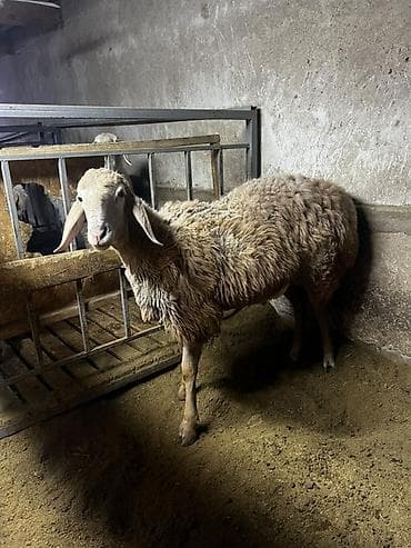 алабай купити: Продаю | Баран (самец) | Арашан — 2