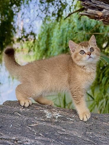 объявления о найденных собаках: Британская короткошёрстная, 1 месяц, Мальчик, Золотая шиншилла — 2