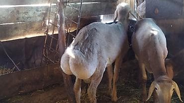 chi su: Продаю | Баран (самец) | Для разведения | Племенные — 2