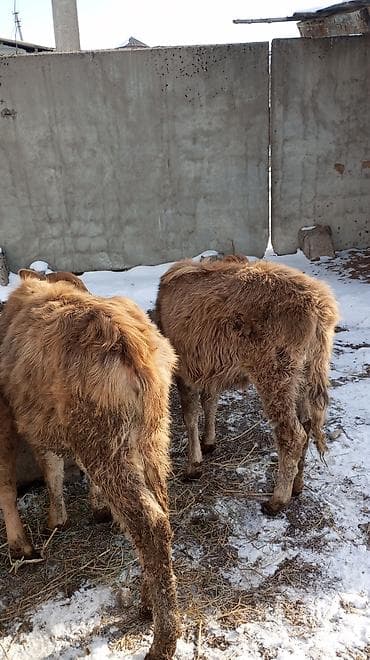 Иттер: Сатам | Кунаажын | Бордоп семиртүү үчүн — 2