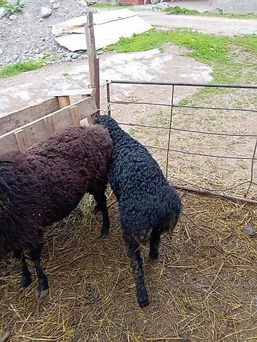 улей для пчел: Продаю | Овца (самка) | Для разведения — 2