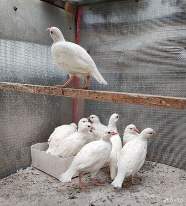 продажа клеток для попугаев: Белые кеклики — декоративные и хозяйственные птицы. Описание: - — 2