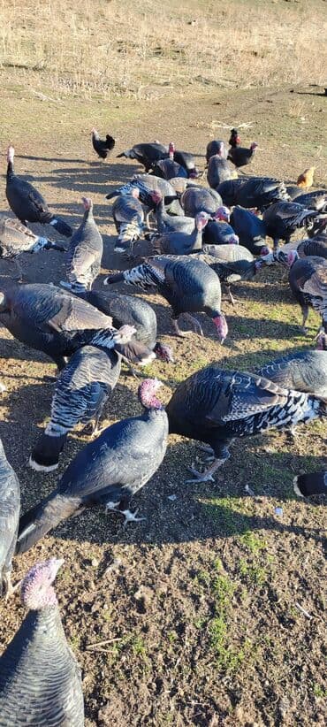 мал айдана ит керек: Продаю | Индюк (самец) | Племенные — 3