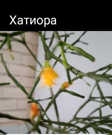 времени: Хойя вариегатная (Hoya carnosa variegata) — компактные укоренённые — 6