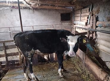 дойные коровы кара балта: Продаю | Бык (самец) | Голштин | На откорм | Искусственник — 2