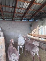 купить немецкую овчарку в бишкеке: В продаже породистый баран
Арашан
цена 92000сом — 4