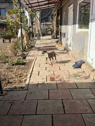 ош собаки: Щенок питбуля, 2 месяца — 5