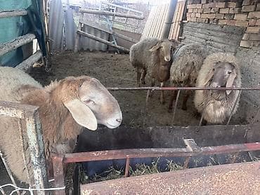 үй жаныбарлар: Сатам | Ургаачы кой (ургаачы) | Көбөйтүү үчүн | Ургаачы — 4