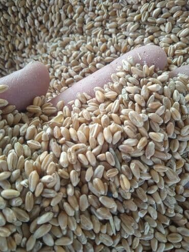 породистые собаки в добрые руки: Буудай 
Пшеница с доставкой
По низкой цене!! — 1