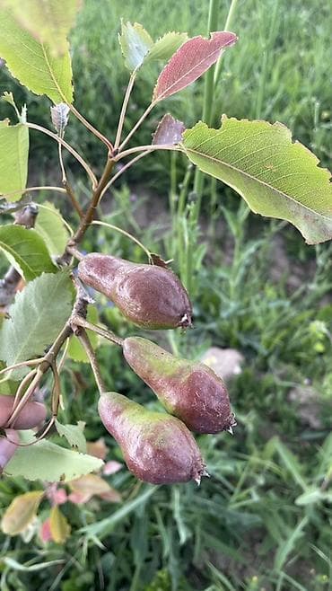 груша фрукт: Ыссык Көлдө Шашылыш түрдө жер сатылат, Барскоон айылына караштуу — 1