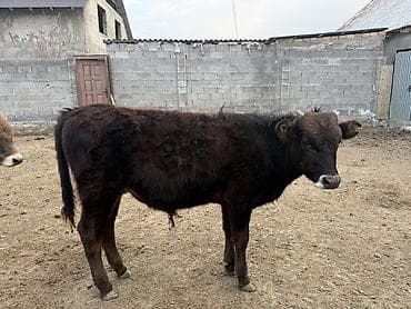 куплю корову на мясо: Продаю | Музоо, торпок | Швицкая, Симментальская | На откорм, Для разведения — 7