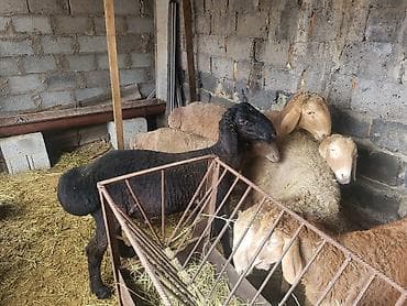 коозу кой: Продаю | Баран (самец) | Гиссарская, Полукровка, Эдильбаевская | Для разведения | Племенные, Осеменитель — 8