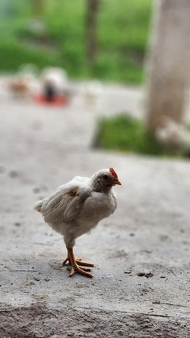 продаю хомяка: Продаю | Цыплята | Хай-Лайн Соня Грей | Несушки — 4