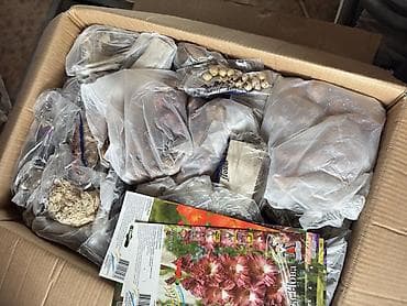 гулдор роза: Продаю луковицы Лилии, Каллы, Глодиолус, Пионы и Георгины декоративные — 5