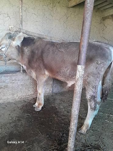 пол для скота: Продаю | Музоо, торпок | На откорм | Привязанные — 2