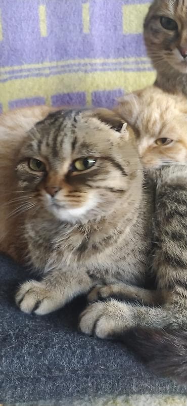 стерилизация кошки бишкек: Скотиш Фолд (Шотландская вислоухая), 10 месяцев, Девочка, Серый — 8