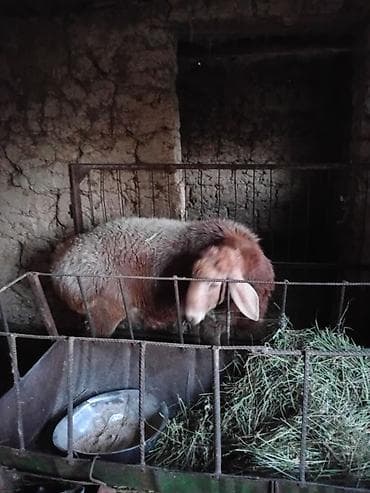 сибирская дымчатая кошка: Продаю | Баран (самец) | Арашан — 8