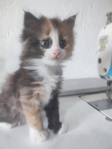 один мальчик и два котёнка: Отдам даром двух котят полтора месяца. Пушистые длинношёрстные — 1