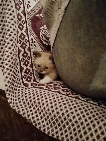 регдол кошка: Котята домашние, ручные. На фото — помёт разной окраски: - — 4