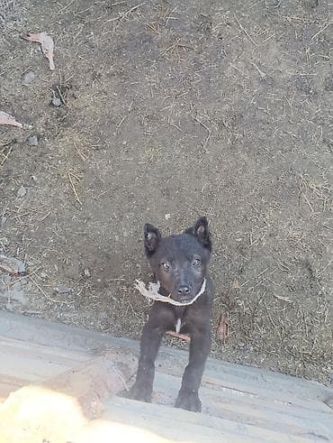 ит мал айдаган: Ит бекер берилет: Бельгия овчаркасы, 2 айлык, Эркек, Эмделген — 5