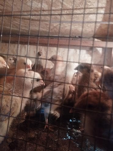 мальки форели купить: Продаю | Цыплята | Домашняя | Для разведения — 1