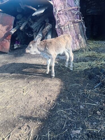 коровы породы швиц: Продаю | Музоо, торпок | Полукровка | На откорм — 10