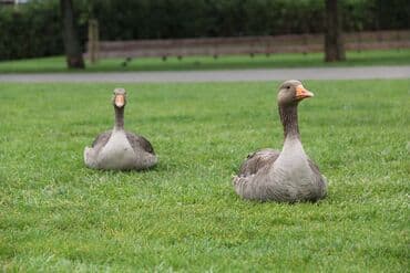 фотоапарат 6d: Canon 60d + 18-135 flash card 16gb зарядное устройство, сумка, батарея — 4