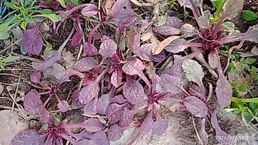 летс го крышка: Почвопокровные декоративные растения для сада цена договорная 50-100 — 1