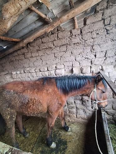 шотландская вислоухая кошка цена бишкек: Продаю | Кобыла (самка) | Рабочий — 1