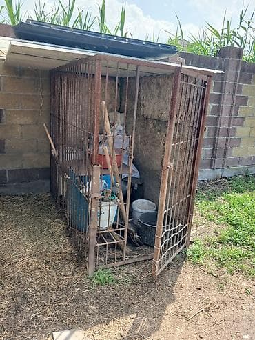 маркой свинка: Продаю | Баран (самец) — 8