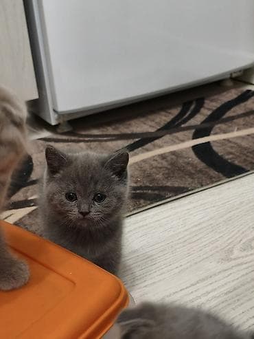 кошка шатланка: Шотландские котята, окрас голубой,лиловый - Порода: шотландская (есть — 4