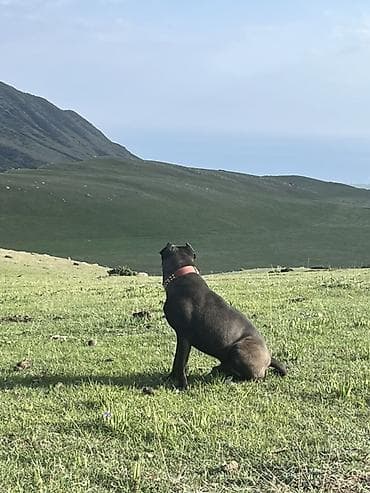 Ит бекер берем: Питбуль, 1 жаш, Эркек — 2