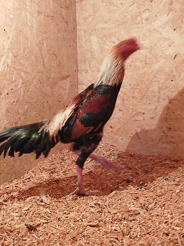 Үй жаныбарлары: Дакан Короздор сатылат 4 штук бар активный алмашу жолдору бар адрес — 1