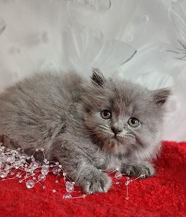 cat litter: Скотиш Страйт (Шотландская прямоухая), 2 месяца, Мальчик, Голубой, Приучена к лотку, Проглистована — 10