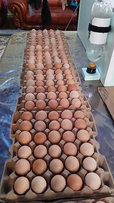 Ветеринар кызматы: Таза кандуу джерсийский гигант жумурткалары сатылат инкубаторго — 5