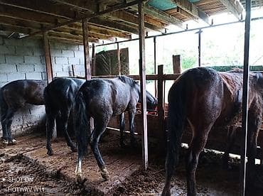 кунаи: Продаю | Жеребенок | Рабочий — 3