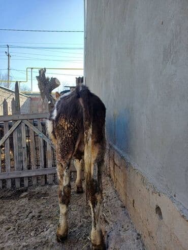 дойных коров: Продаю | Музоо, торпок | На откорм | Привязанные — 2