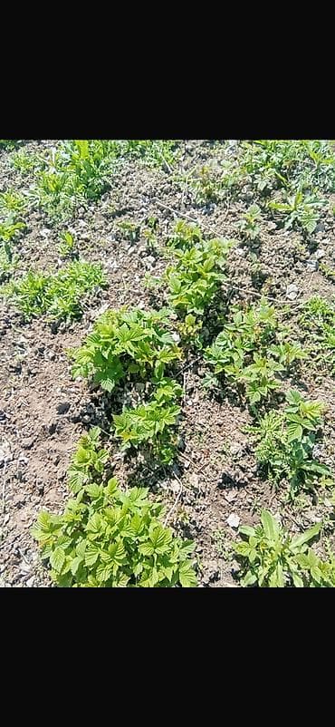 красная рыба: Рассада малина Сорт Полана долго урожайность до холодов Цена — 3