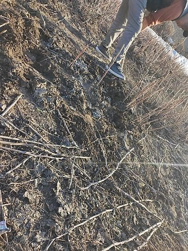 грунт для растений: Саженцы малины (корневая поросль)КОльКо - Поросль выкопана с — 1